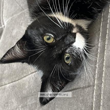 Foto 1/1 Cassiopee Chat perdido en Pontcharra