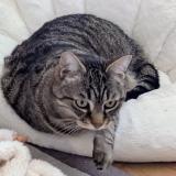 Foto del gato perdido en Aucamville