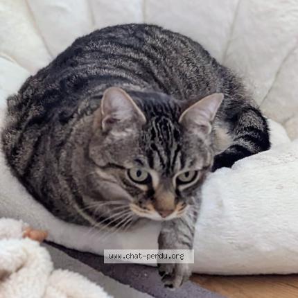 Foto 1/1 Haka Chat perdido en Aucamville