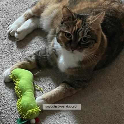 Foto 1/1 Isis Chat perdido en Holtzheim