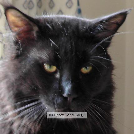 Foto 1/1 NINOI Chat perdido en St maximin la ste baume