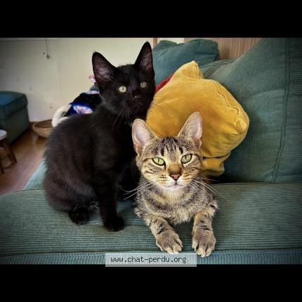 Foto 1/1 Hermione Chat perdido en Saint aubin d aubigne