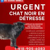 Foto del gato perdido en Quebec