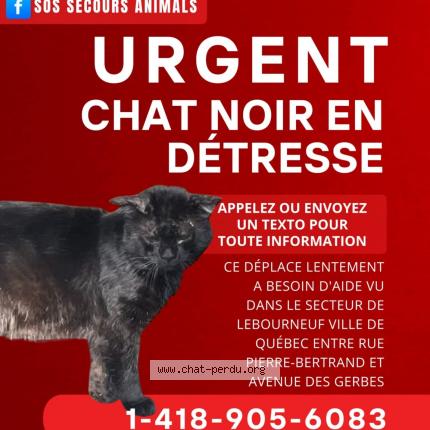 Foto 1/1 Aucun Chat perdido en Quebec