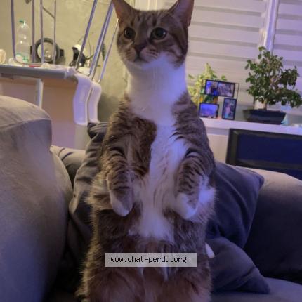 Foto 2/5 Nenette Chat perdido en Plaisir