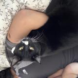 Foto del gato perdido en Villeparisis