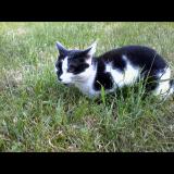 Foto del gato perdido en Coueron