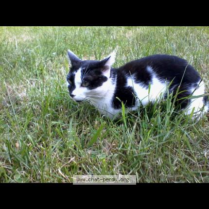 Foto 1/1 Réglisse Chat perdido en Coueron