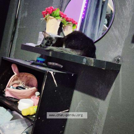 Foto 1/1 Lea Chat perdido en Ville dieu du temple