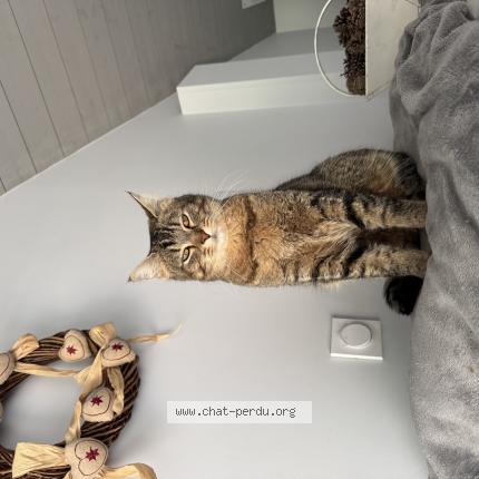 Foto 1/1 Cookie Chat perdido en Serigny