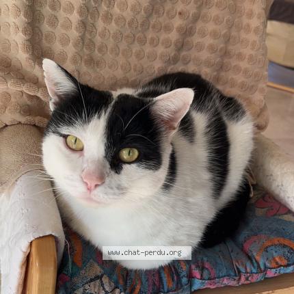 Foto 1/1 Turbo Chat perdido en La ravoire