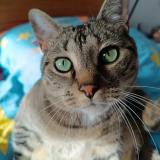 Foto del gato perdido en Ribagnac