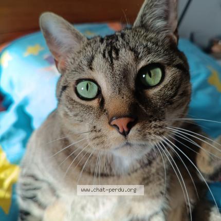 Foto 1/1 Tuco Chat perdido en Ribagnac