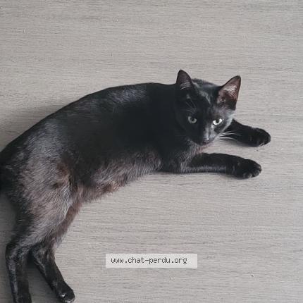 Foto 1/1 Pablo Chat perdido en Tremuson