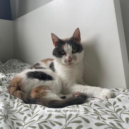 Foto 1/1 Molly Chat perdido en Saint jean aux bois