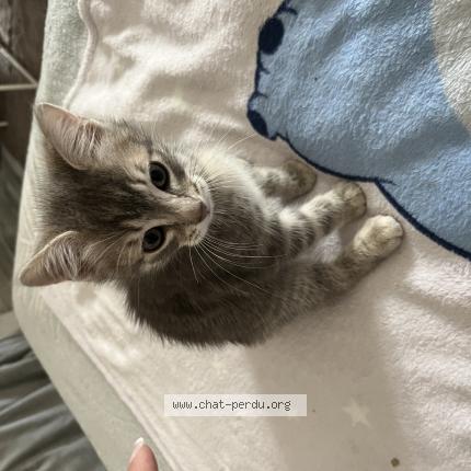 Foto 1/1 Gribouille Chat perdido en Varennes sur seine