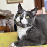 Foto del gato perdido en Roche Lez Beaupre