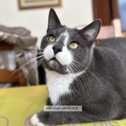 Foto 1/1 UGO Chat perdido en Roche lez beaupre