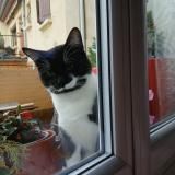 Foto del gato perdido en Castelsarrasin