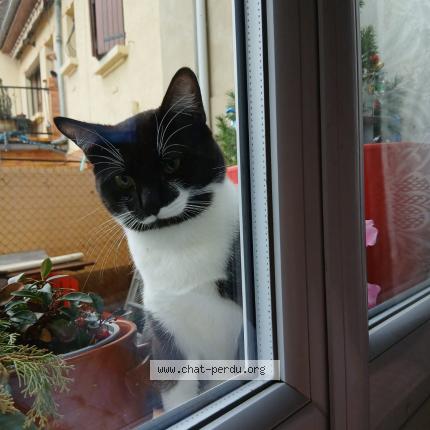 Foto 1/1 Pisicu Chat perdido en Castelsarrasin