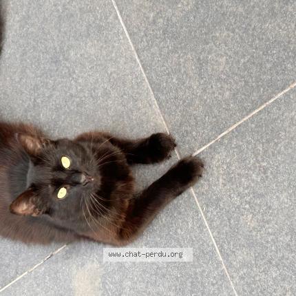 Foto 1/1 Résho Chat perdido en Freyming merlebach