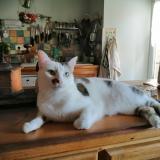 Foto del gato perdido en Pouzols