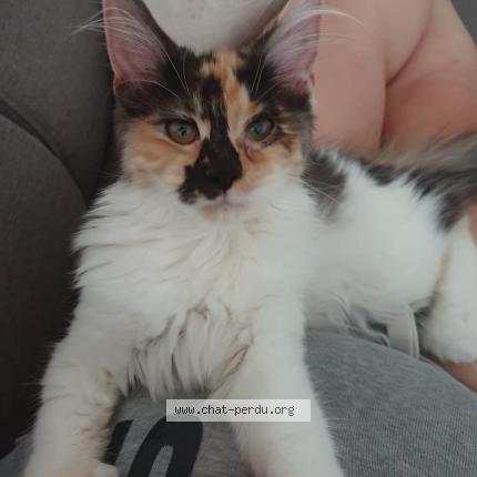 Foto 1/1 Uraya Chat perdido en Authumes