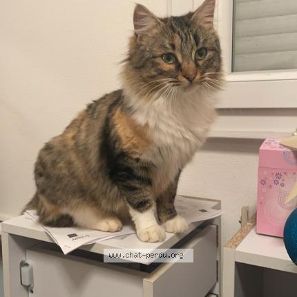 Foto 1/1 Perle Chat perdido en St arnoult