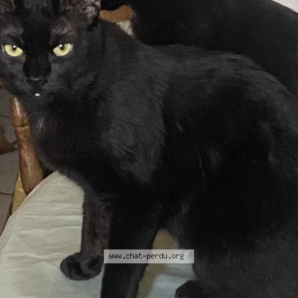 Foto 1/1 Guatemala Chat perdido en Bras