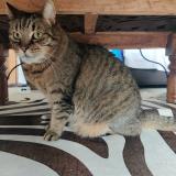 Foto del gato perdido en Le Cateau Cambresis