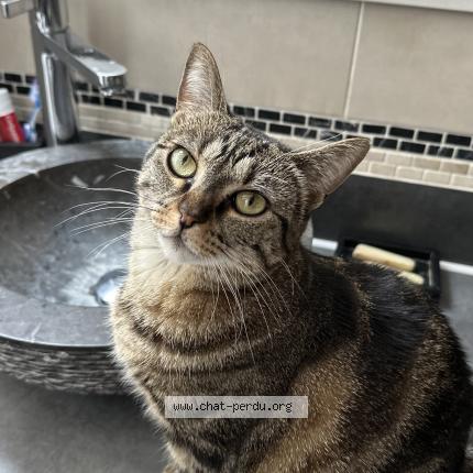 Foto 1/1 Gaïa Chat perdido en Saint pierre du perray