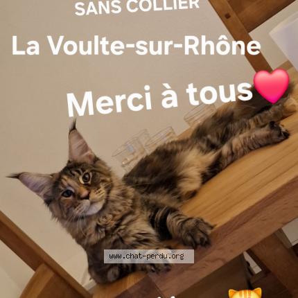 Foto 1/1 Yara Chat perdido en La voulte sur rhone
