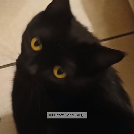 Foto 1/1 MERGUEZ Chat perdido en Valence