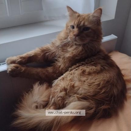 Foto 1/1 Pocket Chat perdido en Beaugency