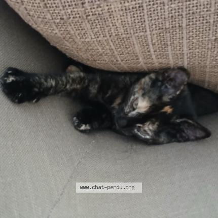 Foto 1/1 Amber Chat perdido en Pontault combault