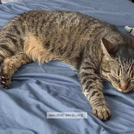 Foto 1/4 Gato encontrado Perdido en Villeurbanne