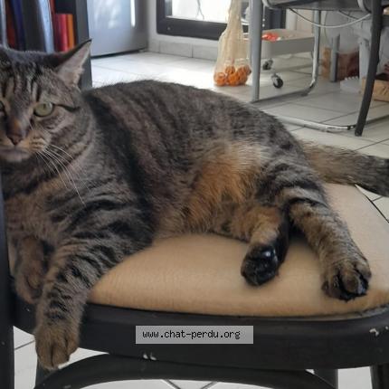 Foto 3/4 Gato encontrado Perdido en Villeurbanne