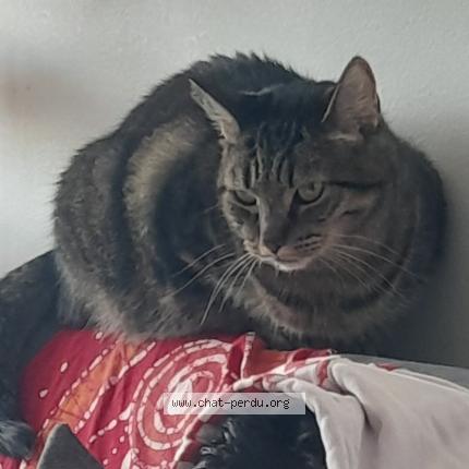 Foto 4/4 Gato encontrado Perdido en Villeurbanne