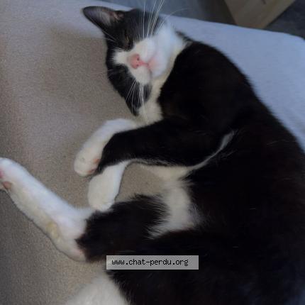 Foto 1/1 belzebute Chat perdido en La ferte mace