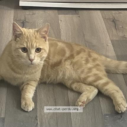 Foto 1/1 Shanks Chat perdido en Reims