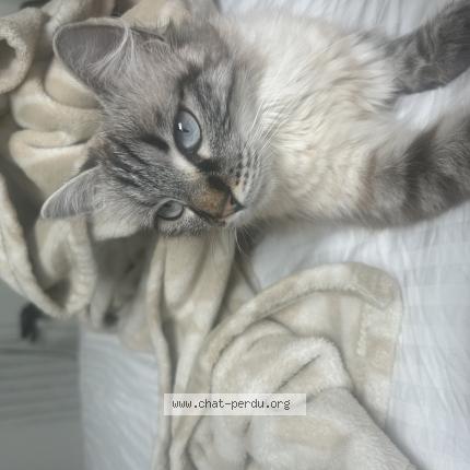 Foto 1/1 Blanca Chat perdido en Bavilliers