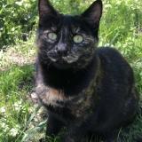 Foto del gato perdido en Bergerac