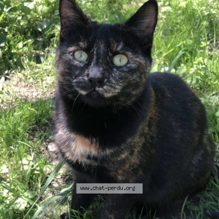 Foto 1/1 Venezia Chat perdido en Bergerac