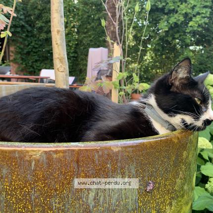 Foto 1/1 Spoon Chat perdido en Ville d avray