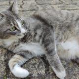 Foto del gato perdido en Montagny