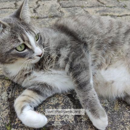 Foto 1/1 Aloy Chat perdido en Montagny