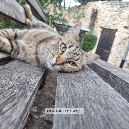 Foto 1/1 Gato encontrado Encontrado en Gordes