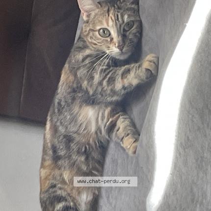 Foto 1/3 Princesse Chat perdido en Bordeaux