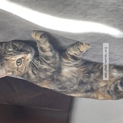 Foto 2/3 Princesse Chat perdido en Bordeaux