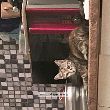 Foto 3/3 Princesse Chat perdido en Bordeaux